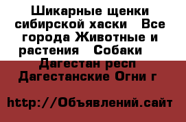 Шикарные щенки сибирской хаски - Все города Животные и растения » Собаки   . Дагестан респ.,Дагестанские Огни г.